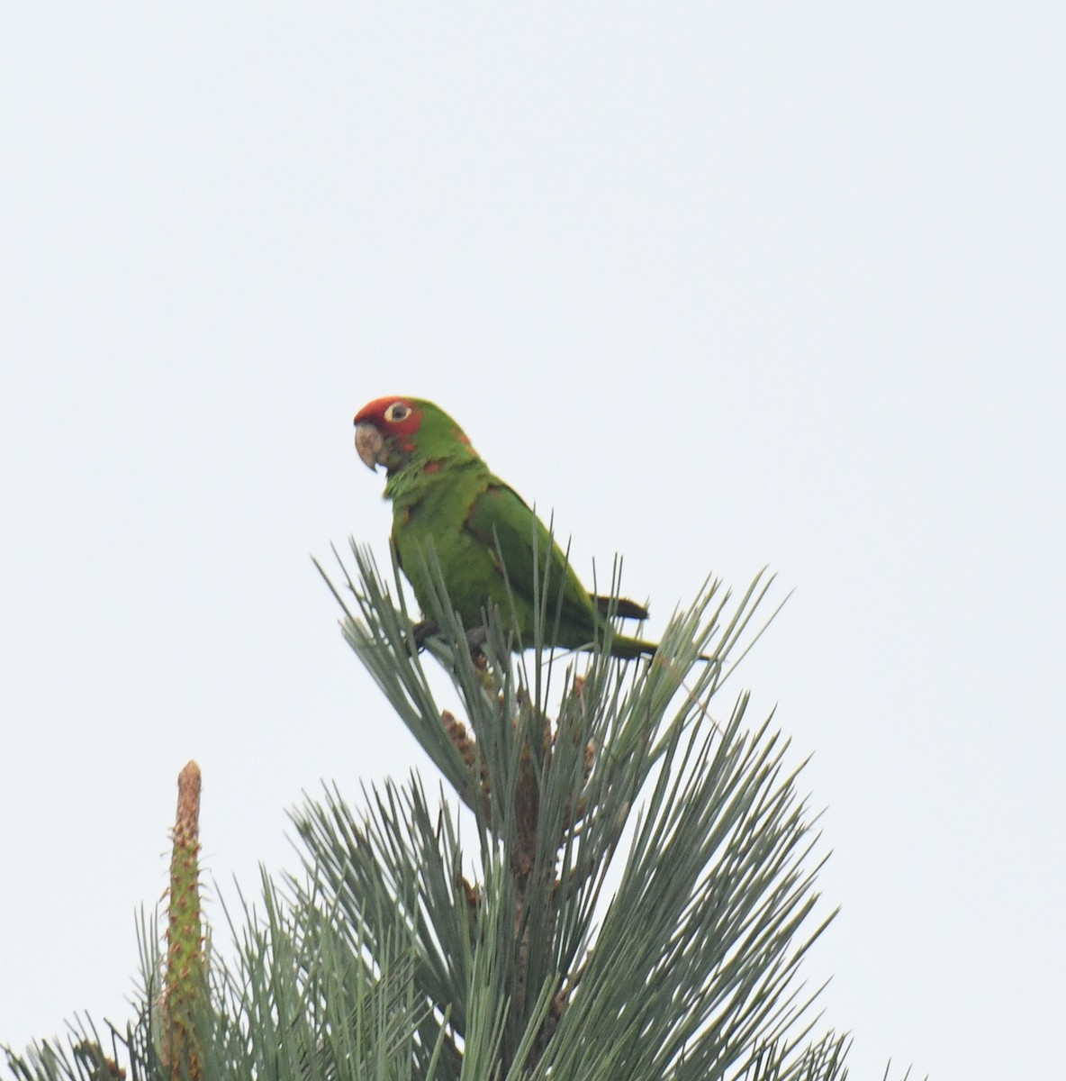 Red-masked Parakeet - ML623634226