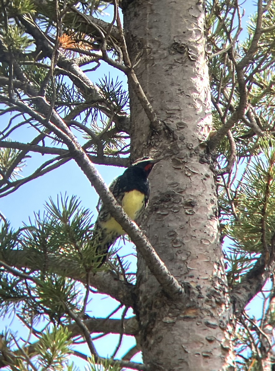 Williamson's Sapsucker - ML623634243