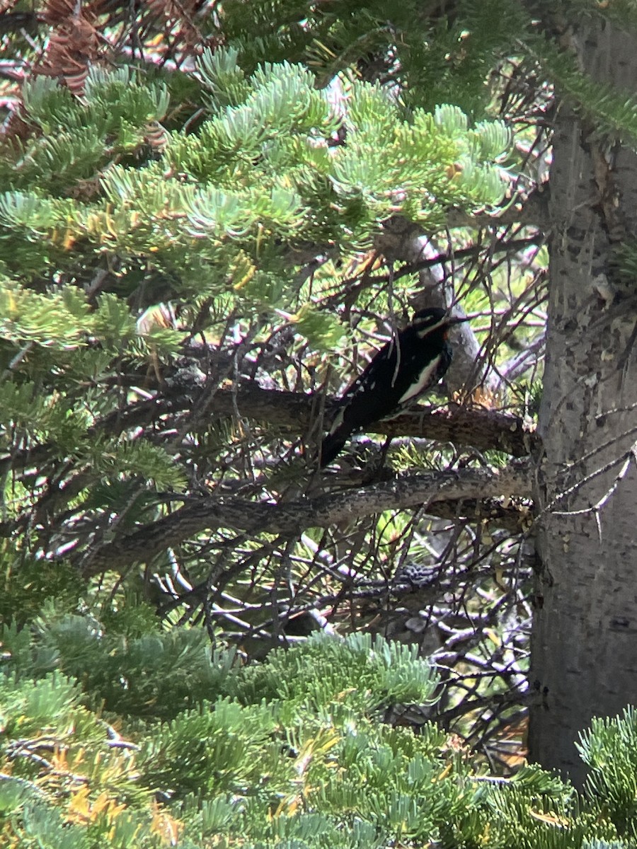 Williamson's Sapsucker - ML623634245