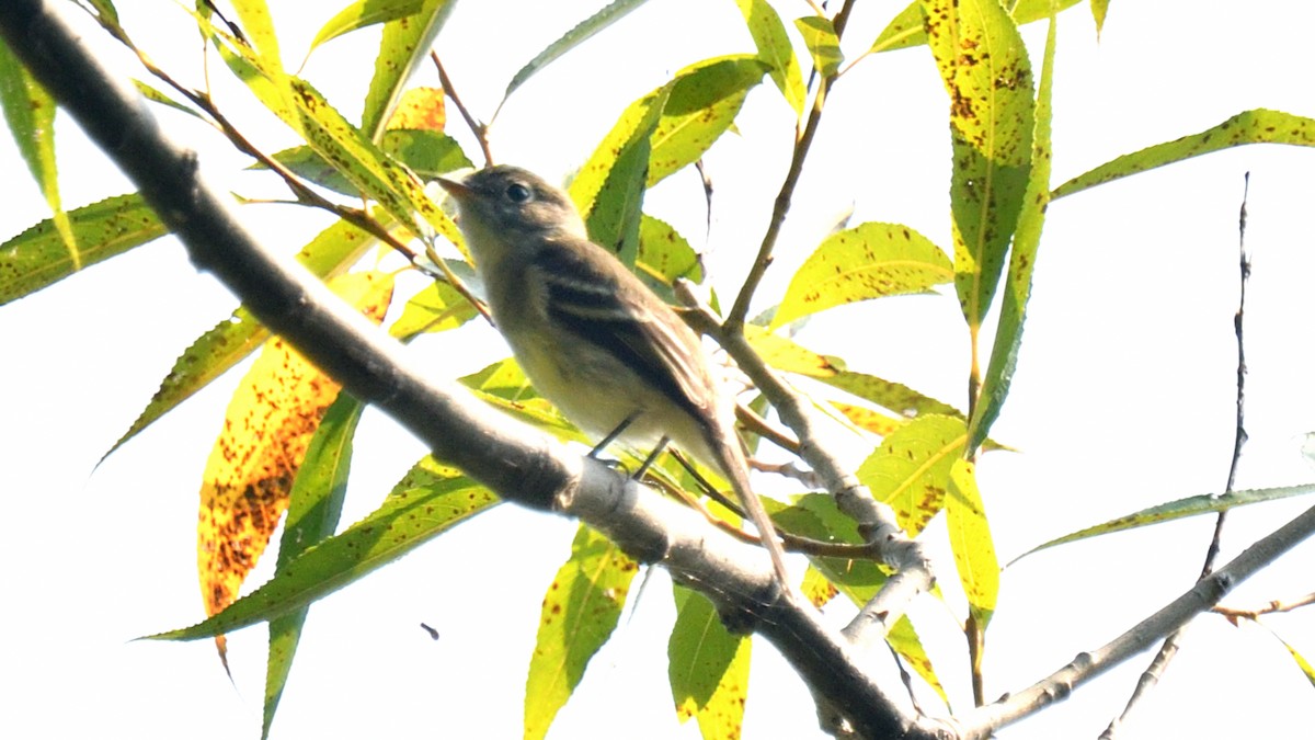 Moucherolle tchébec - ML623634269