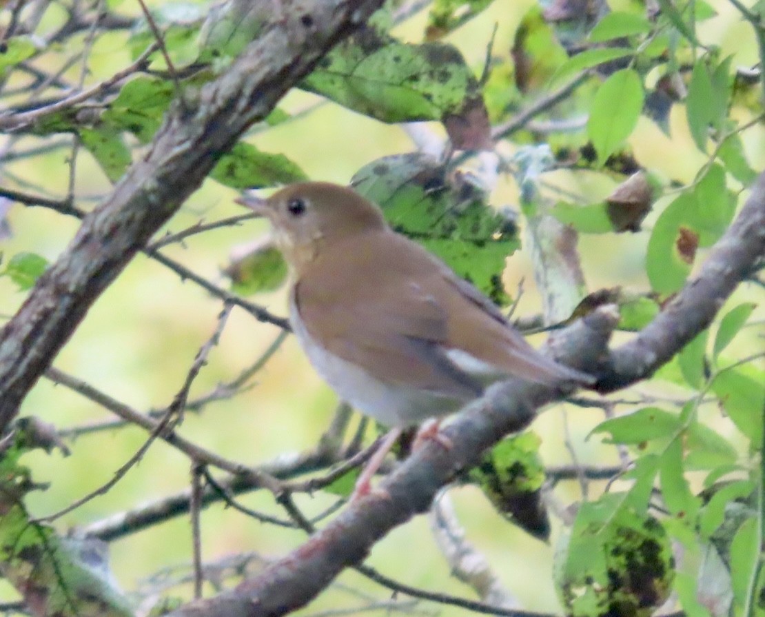 Veery - ML623634296