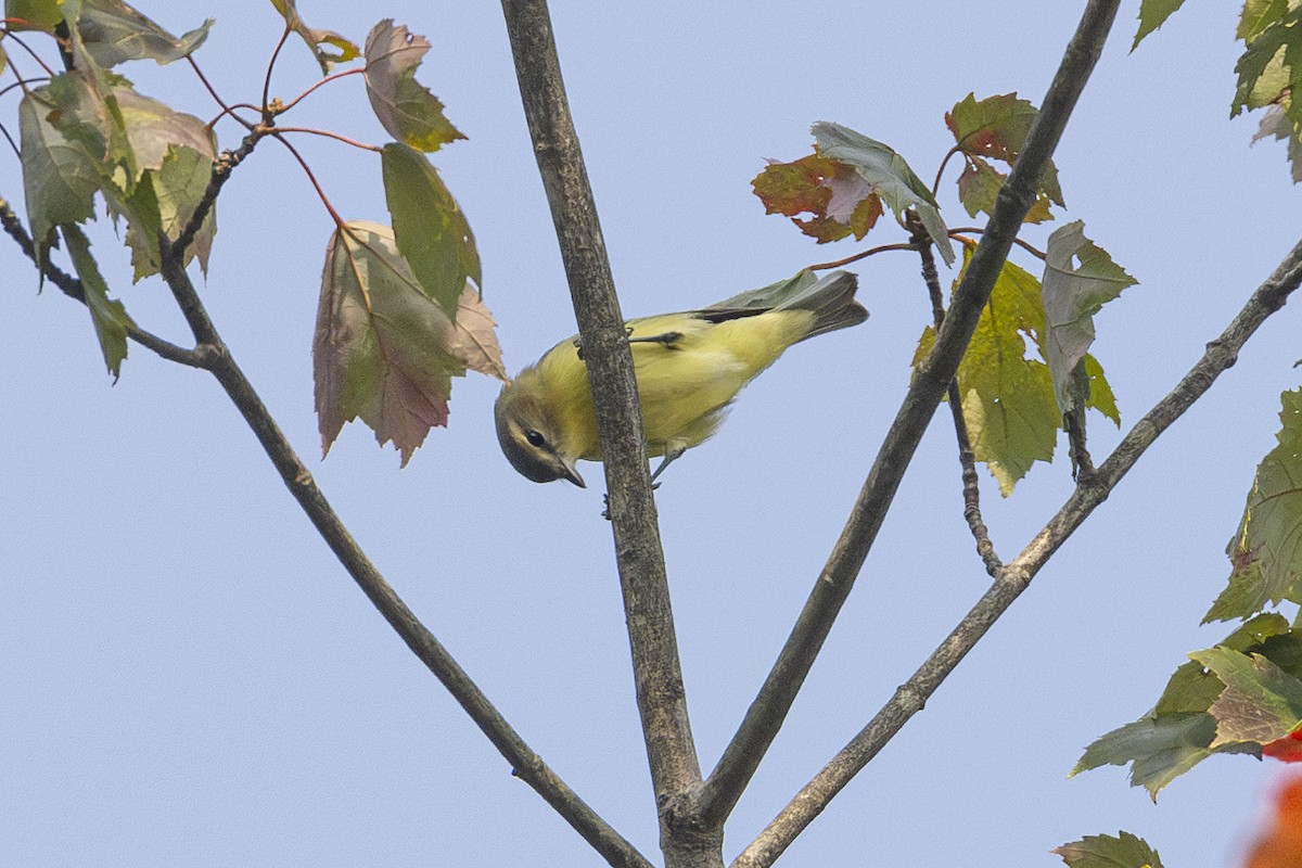 Philadelphia Vireo - ML623634305