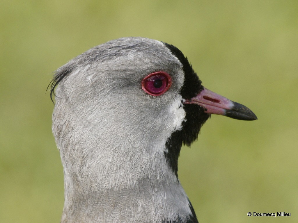 Southern Lapwing - ML62363431