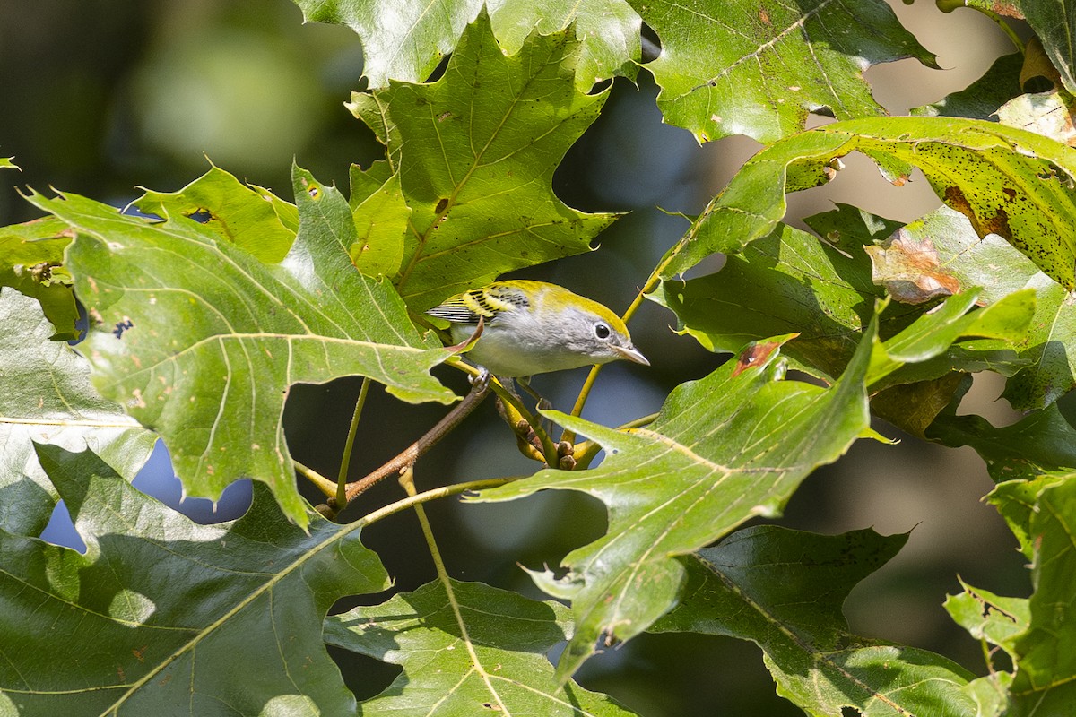 Chestnut-sided Warbler - ML623634319