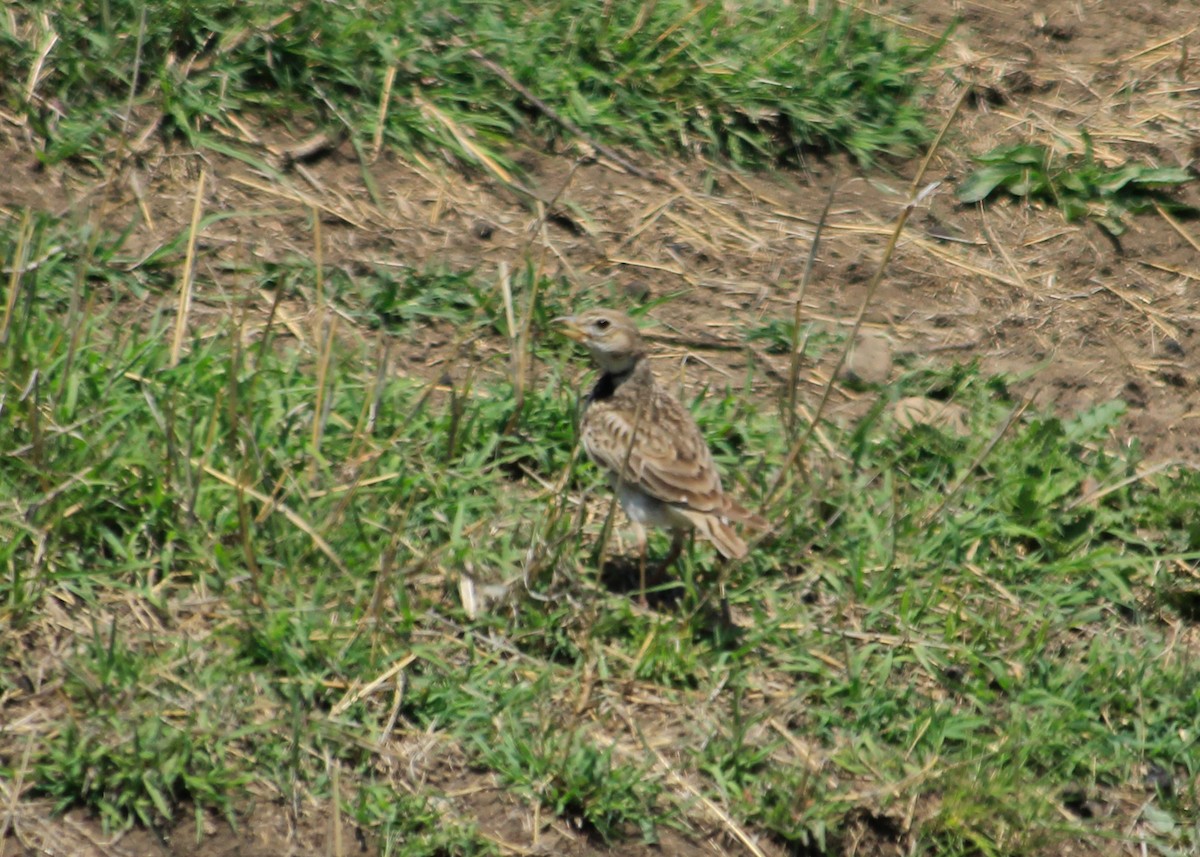 Calandra Lark - ML623634391