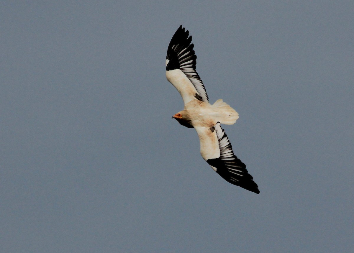 Egyptian Vulture - ML623634444