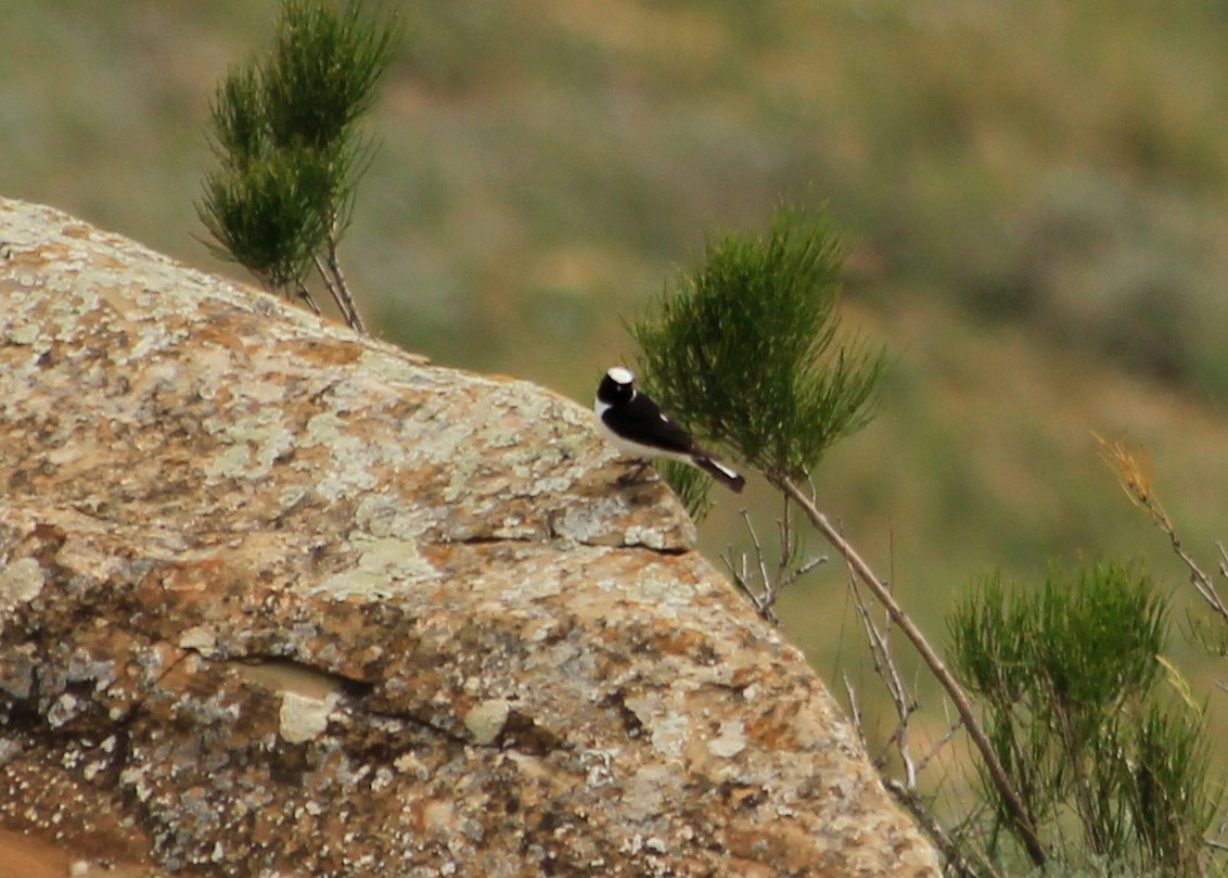 Pied Wheatear - ML623634462