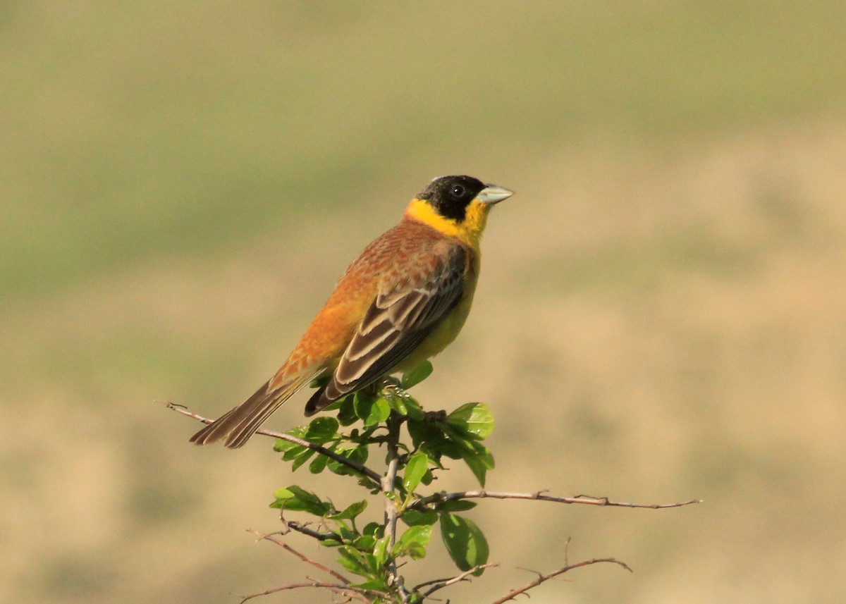 Black-headed Bunting - ML623634468