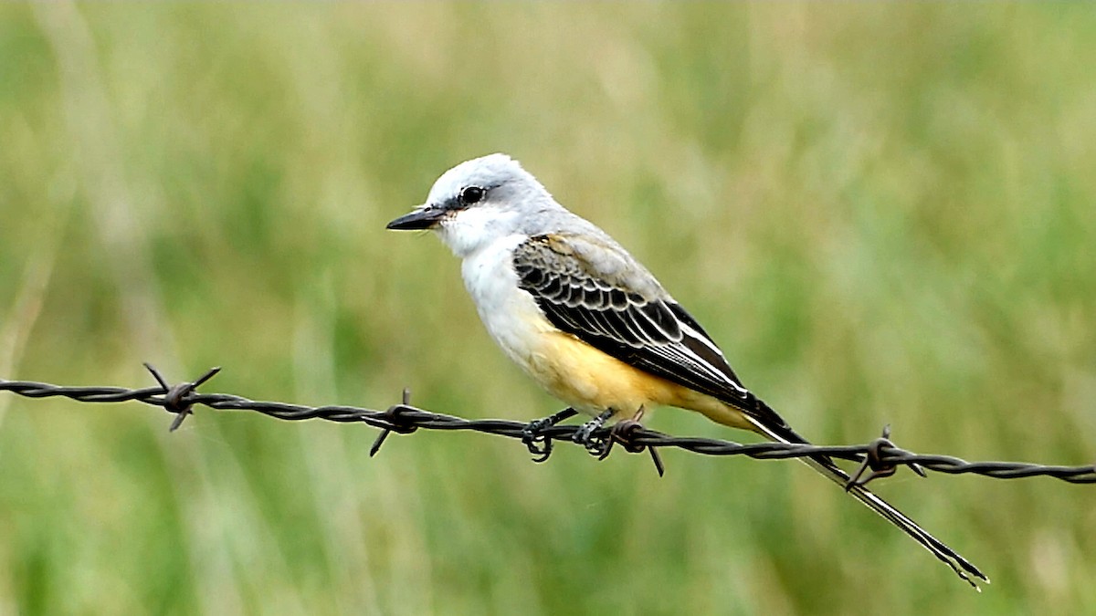 Scissor-tailed Flycatcher - ML623634472