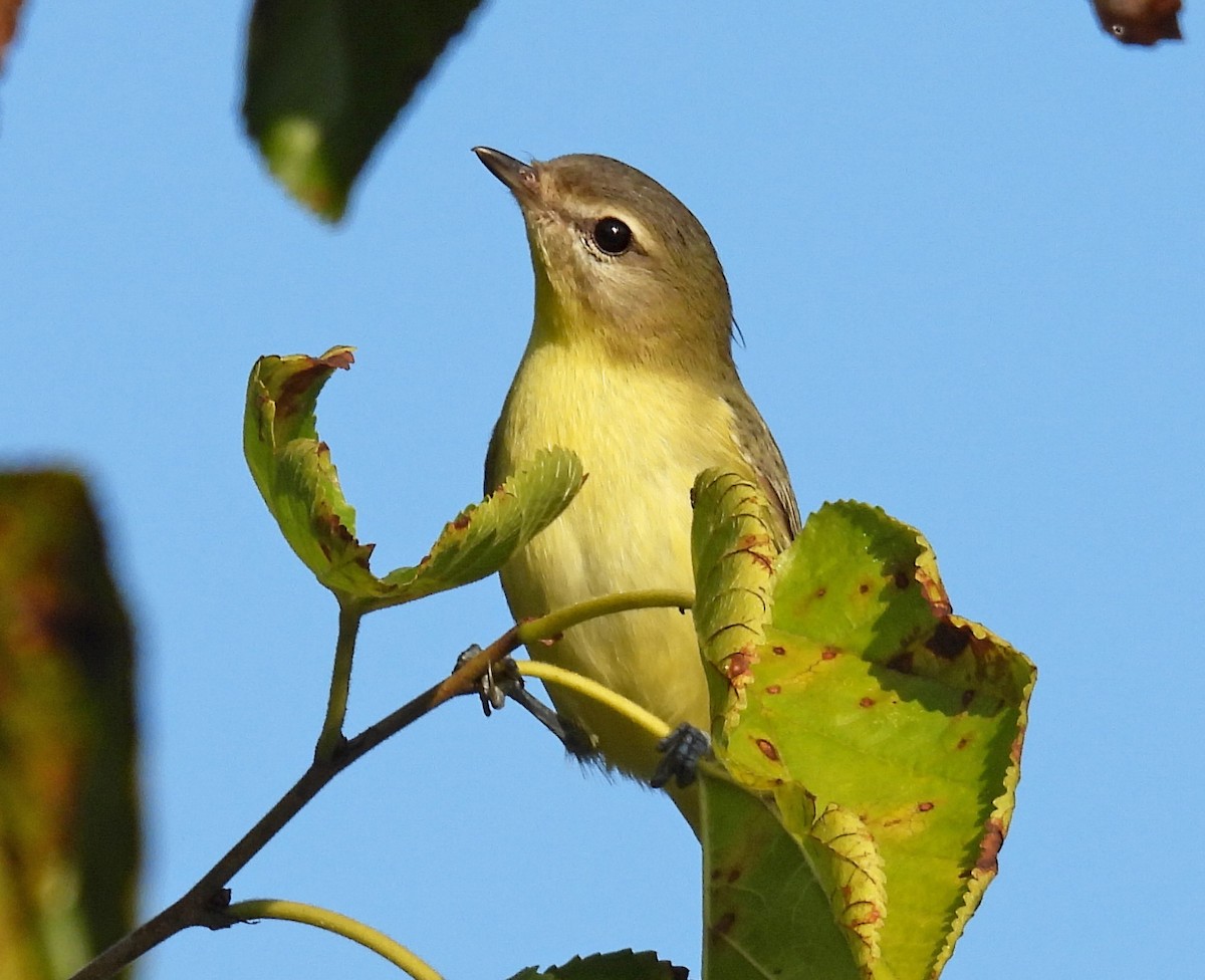 Philadelphia Vireo - Don Gorney