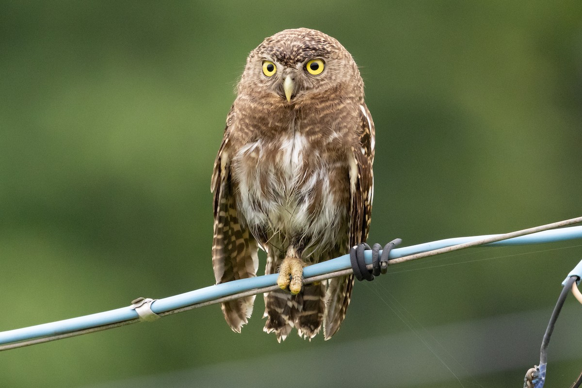 Asian Barred Owlet - ML623634526