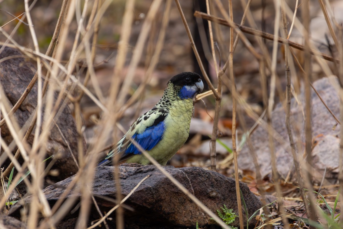 Northern Rosella - ML623634553