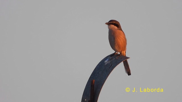 Iberian Gray Shrike - ML623634554