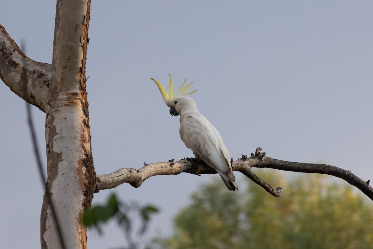 Sulphur-crested Cockatoo - Jake Barker