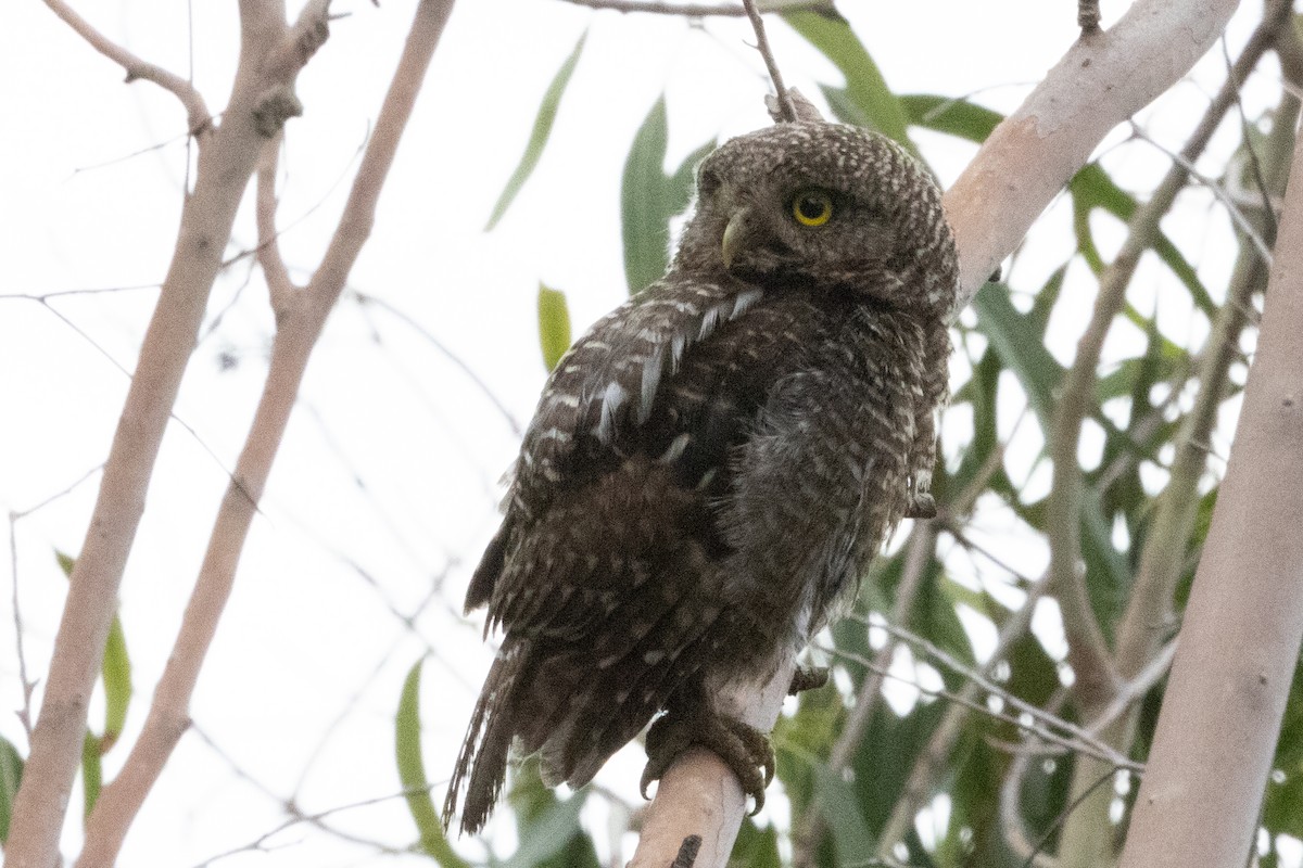 Asian Barred Owlet - ML623634611