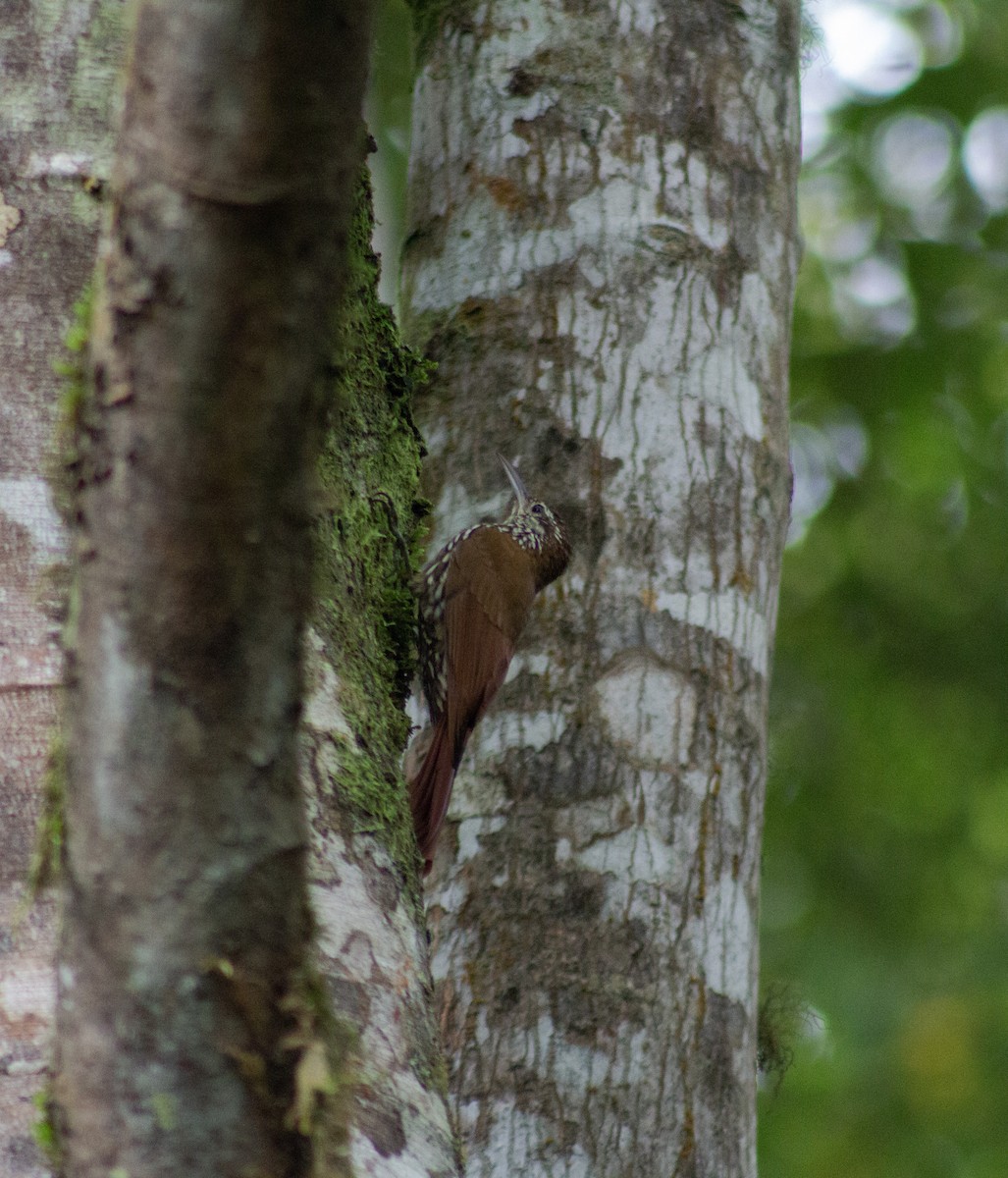 Montane Woodcreeper - Isaac Diaz Rivera