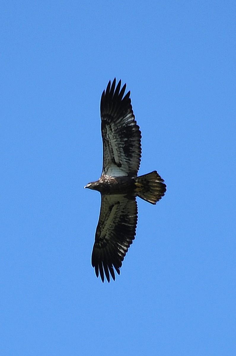 Weißkopf-Seeadler - ML623634619