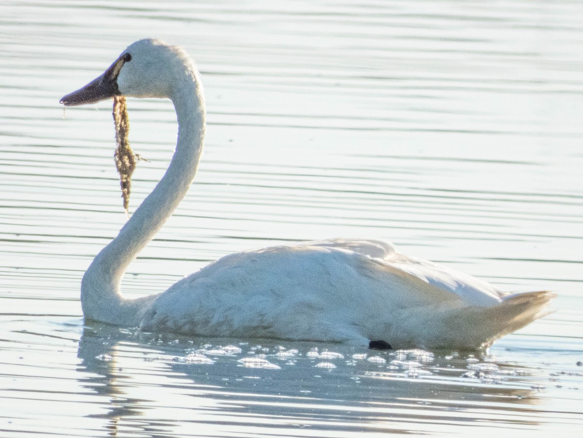 Tundra Swan - ML623634637