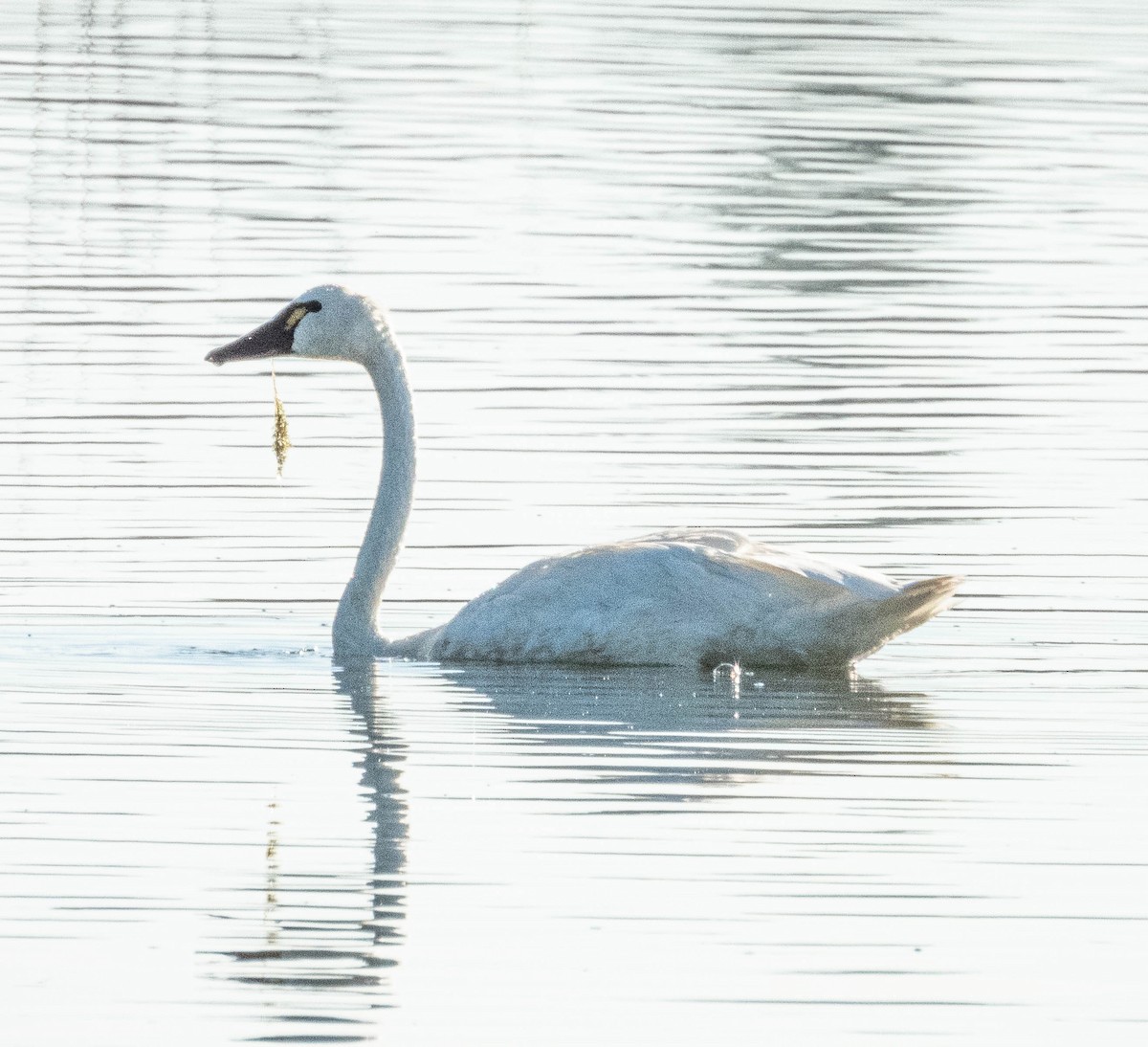 Tundra Swan - ML623634638