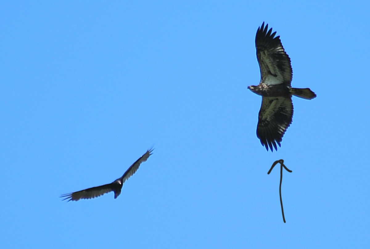 Weißkopf-Seeadler - ML623634647