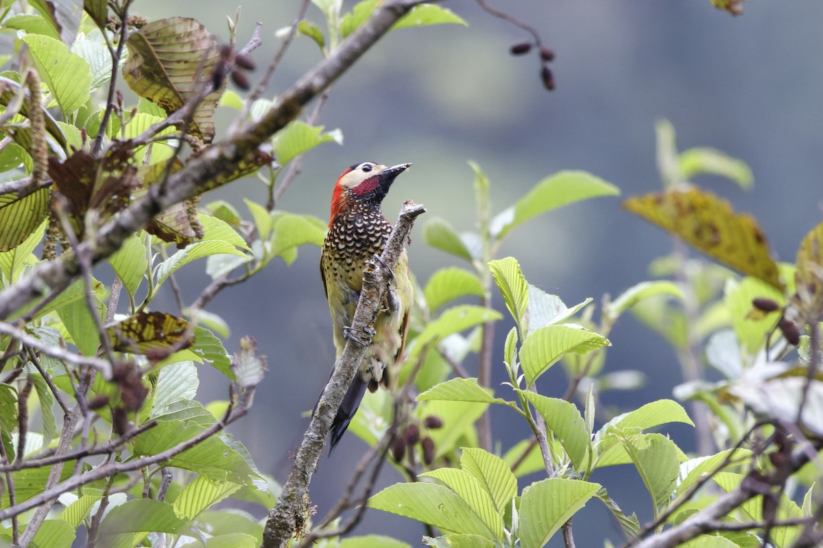 Crimson-mantled Woodpecker - ML623634648