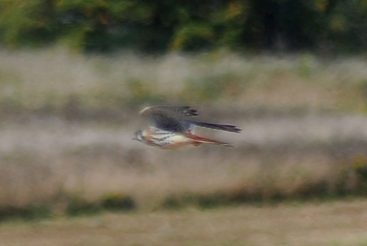 American Kestrel - Ari Cassella