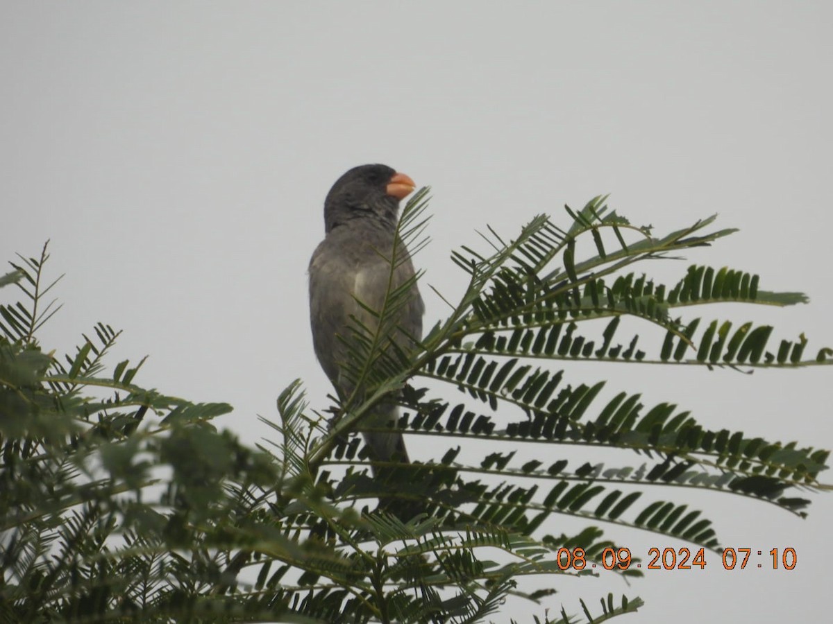 Gray Seedeater - ML623634659