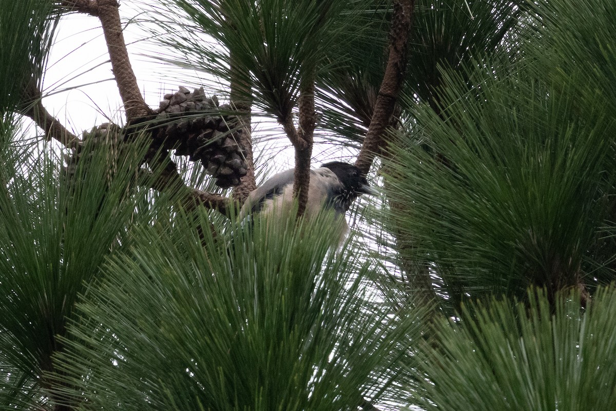 Black-headed Jay - ML623634664