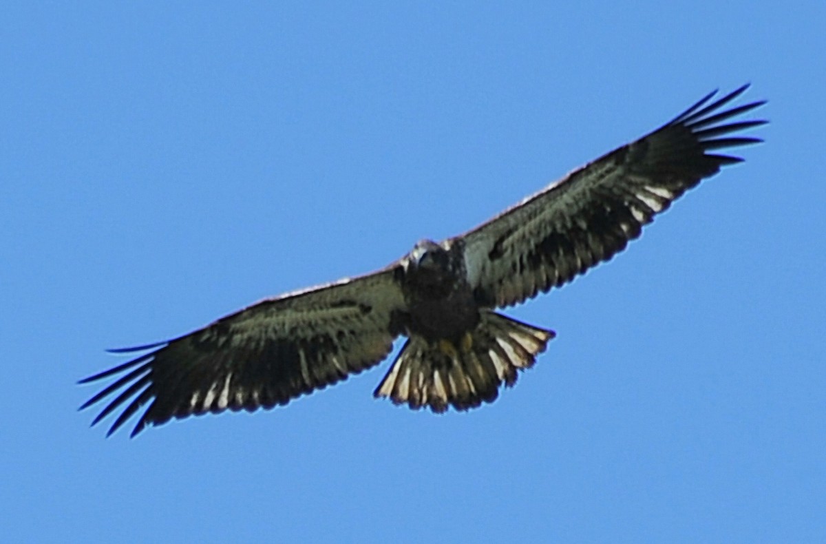 Weißkopf-Seeadler - ML623634673