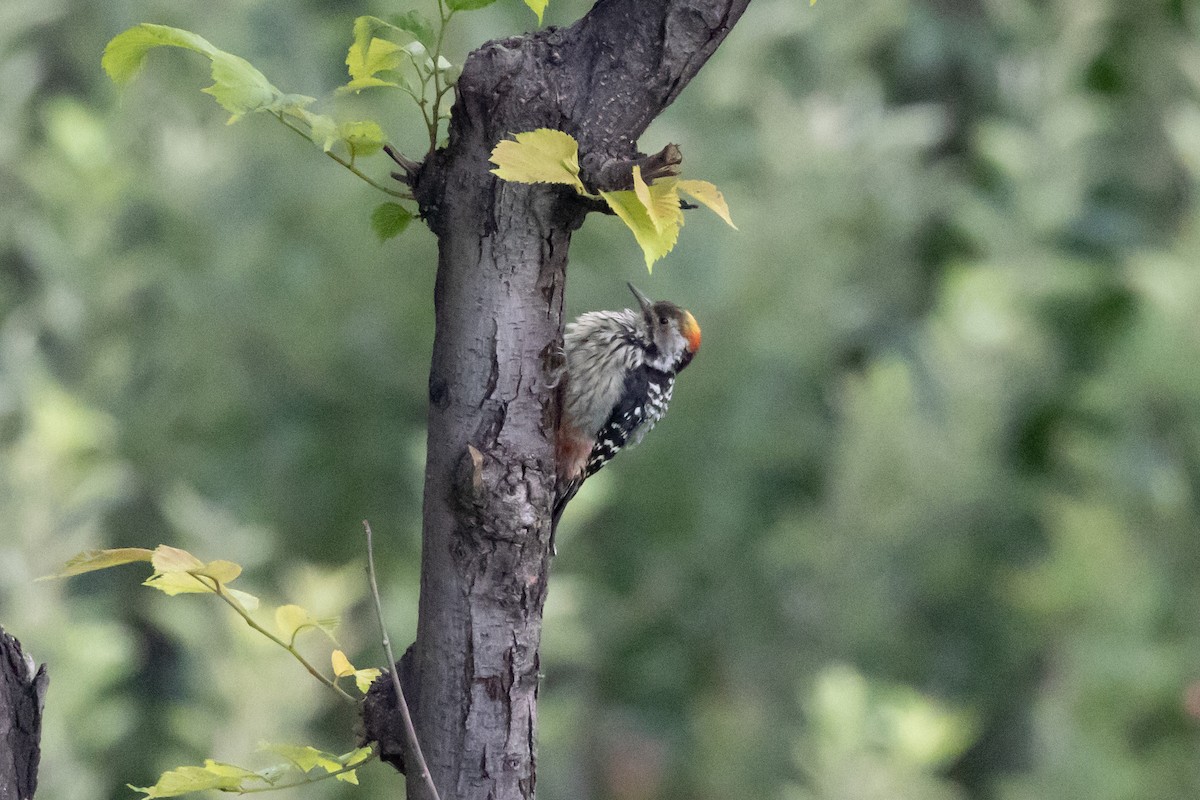 Brown-fronted Woodpecker - ML623634732