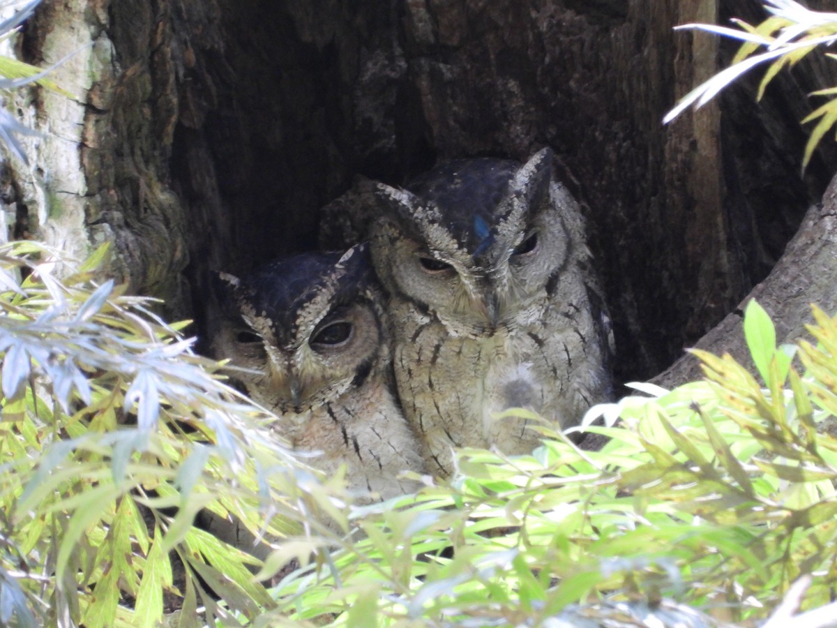 Indian Scops-Owl - ML623634738