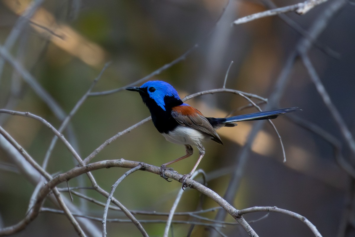 Purple-backed Fairywren (Lavender-flanked) - ML623634751