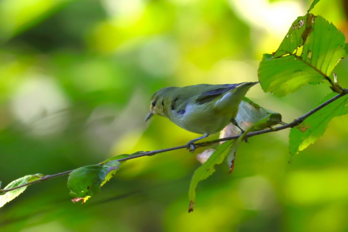 Tennessee Warbler - ML623634784