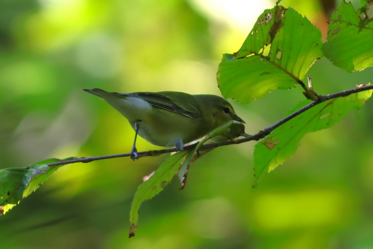 Tennessee Warbler - ML623634785