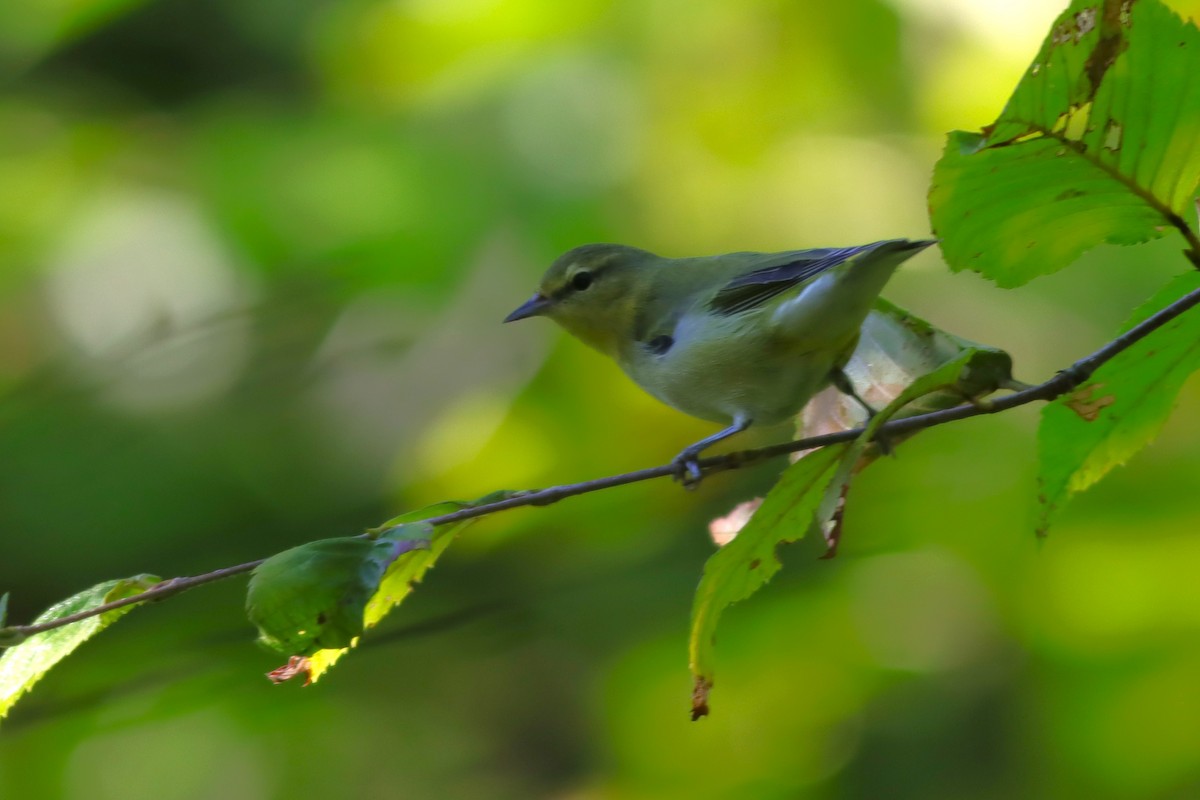 Tennessee Warbler - ML623634786