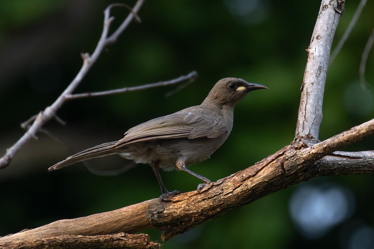 White-gaped Honeyeater - ML623634797