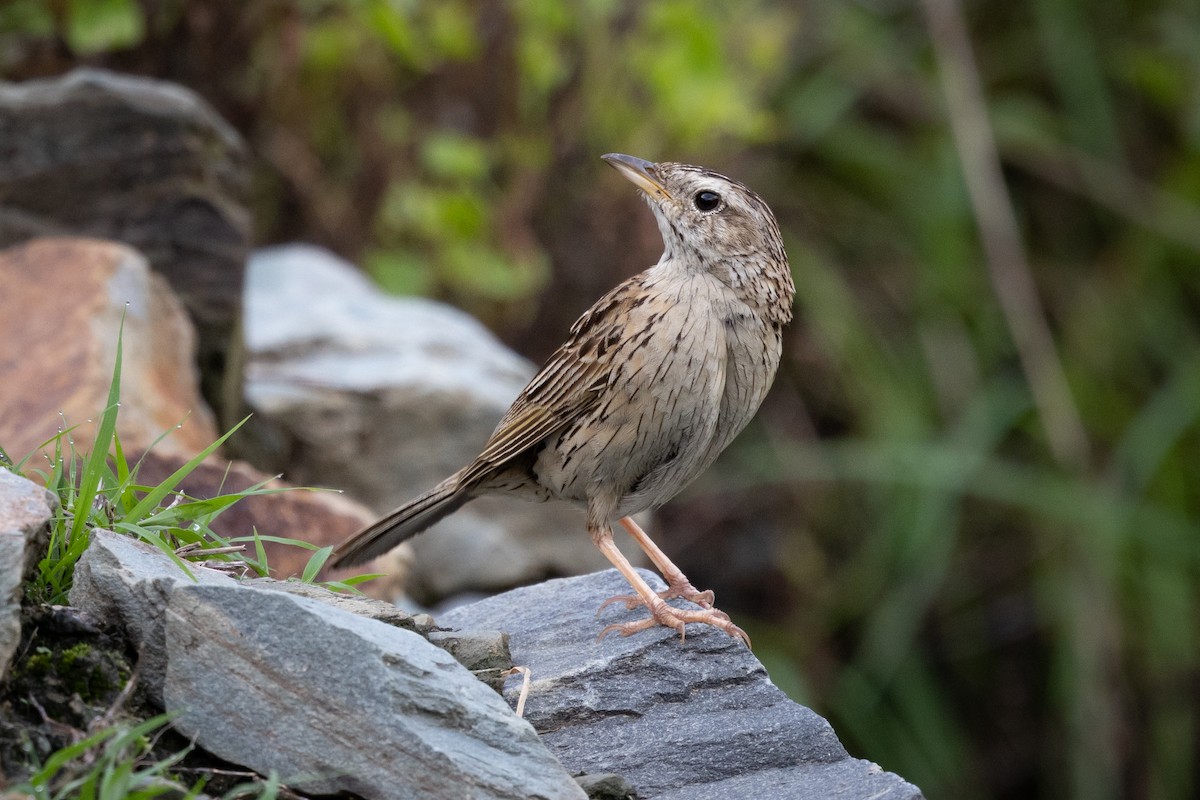 Upland Pipit - ML623634841