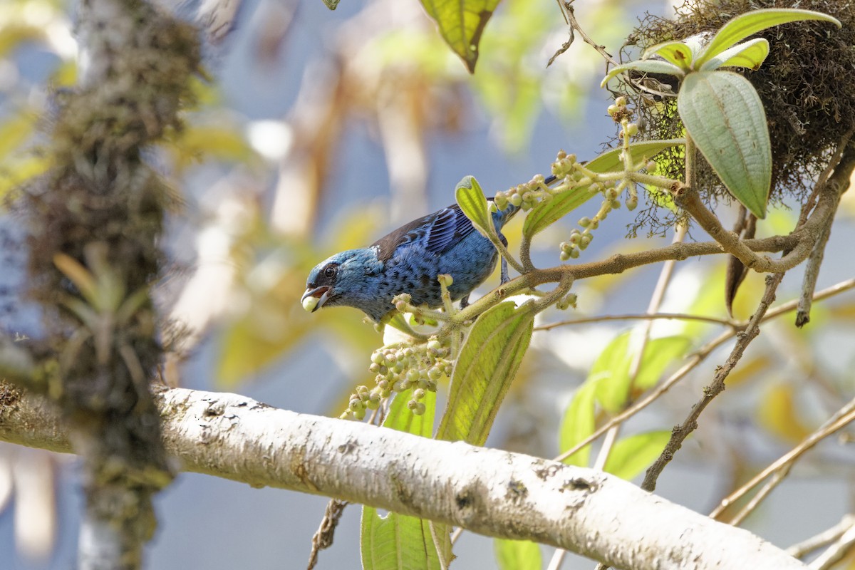 Blue-and-black Tanager - ML623634856