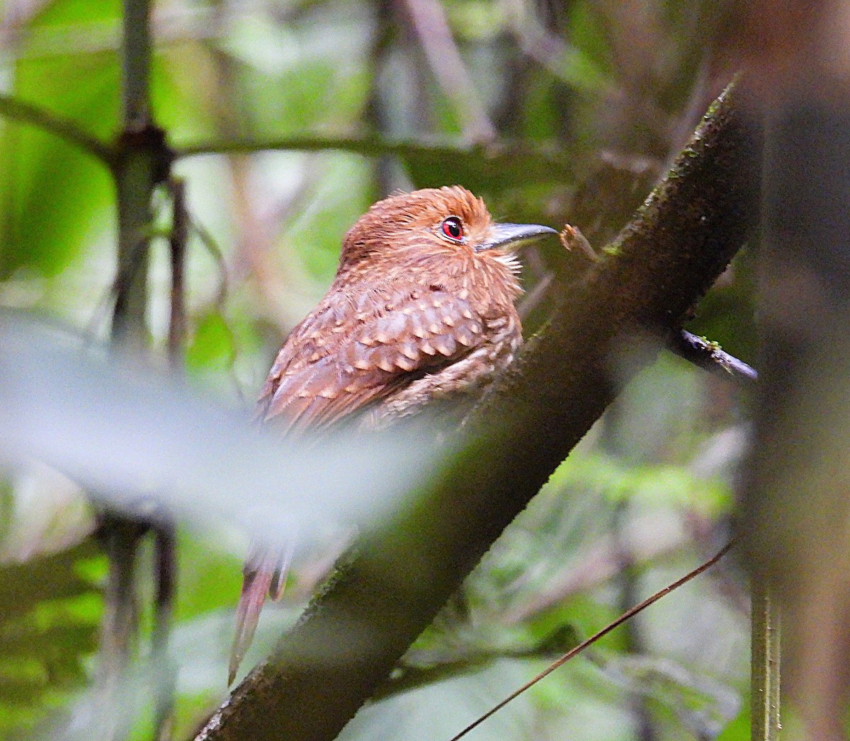 White-whiskered Puffbird - ML623634858