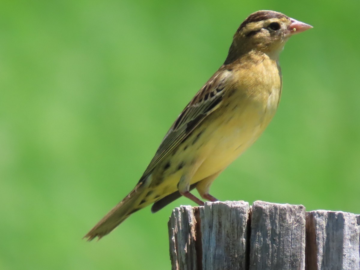 Bobolink - ML623634864