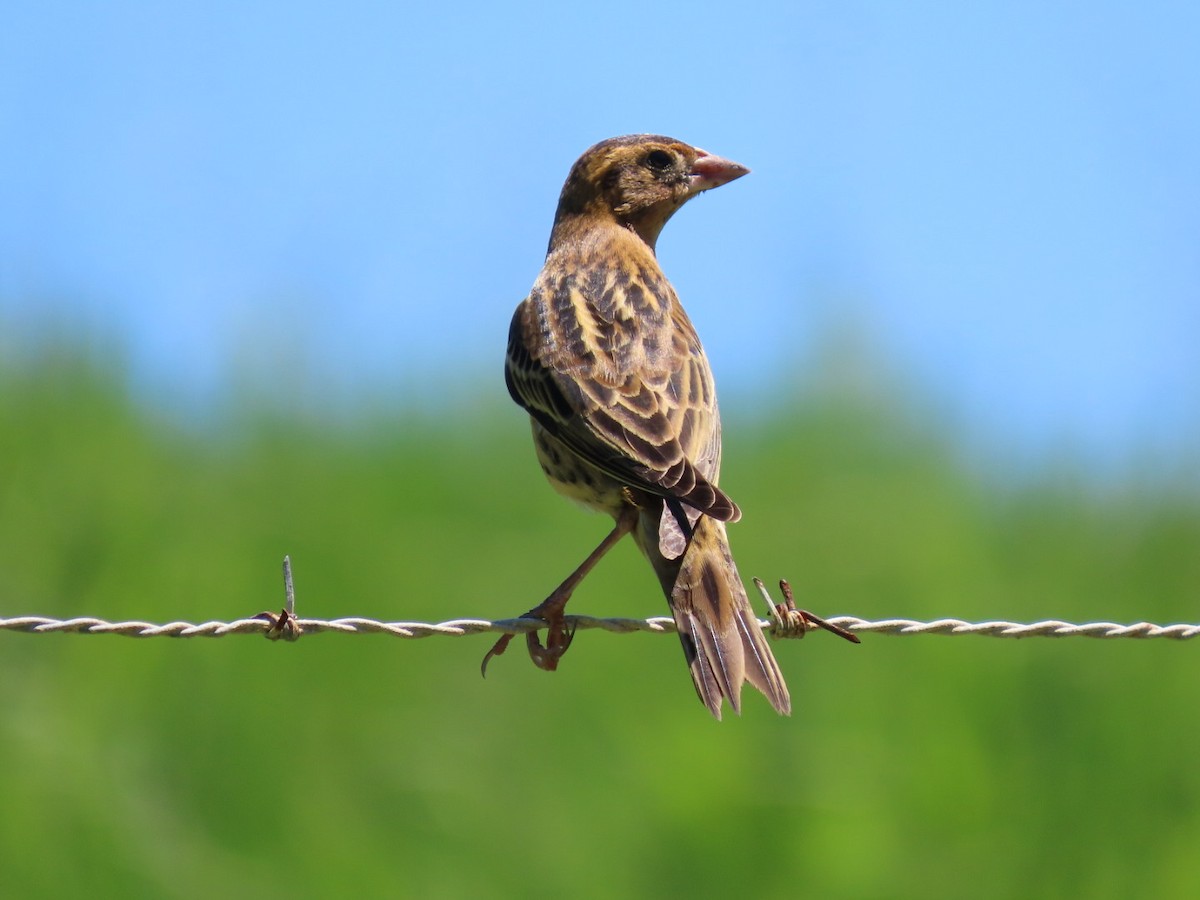 Bobolink - ML623634865