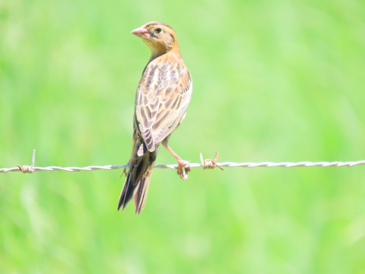 Bobolink - ML623634866