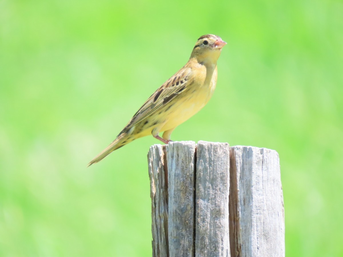 Bobolink - ML623634867