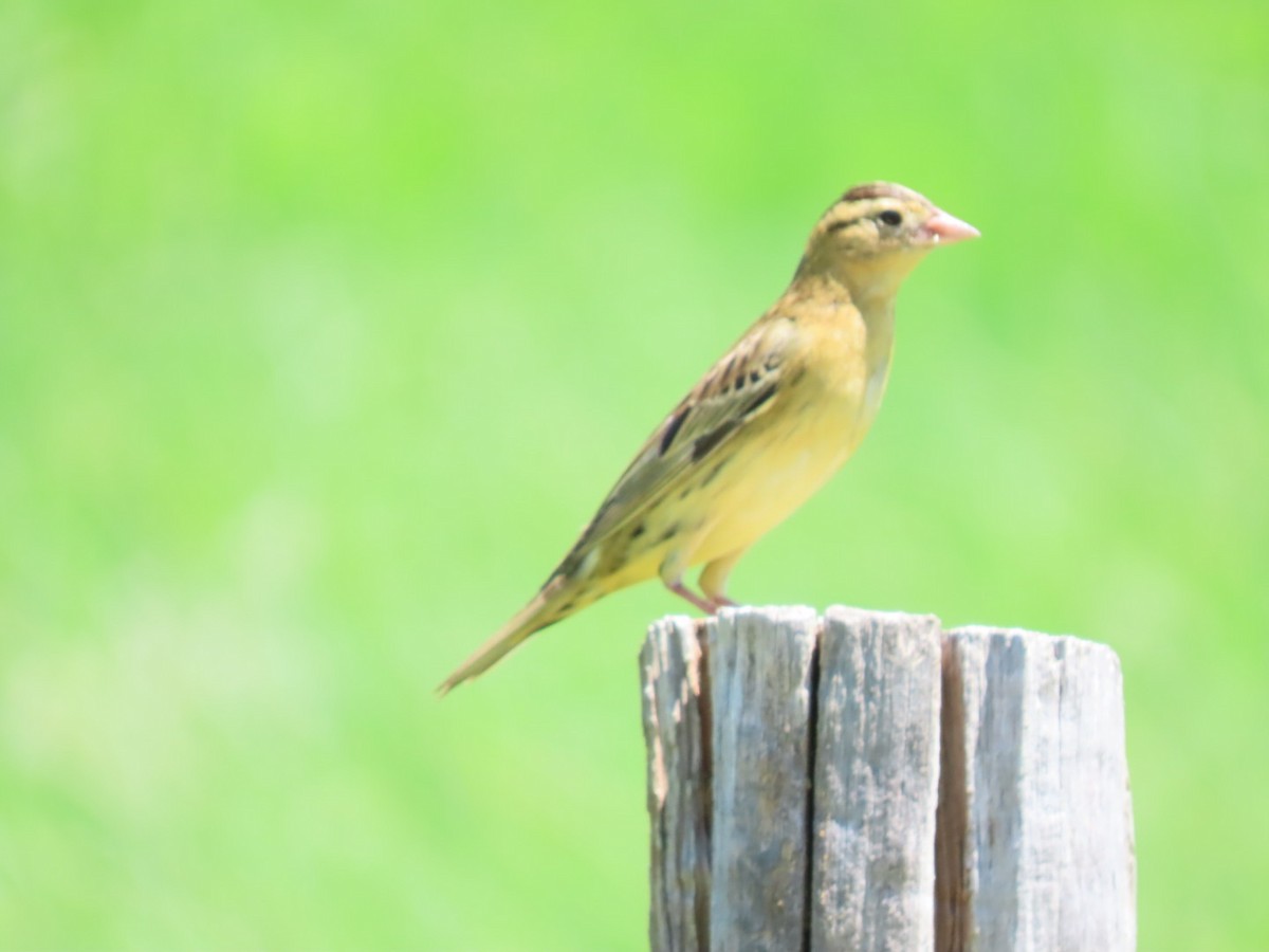 Bobolink - ML623634868