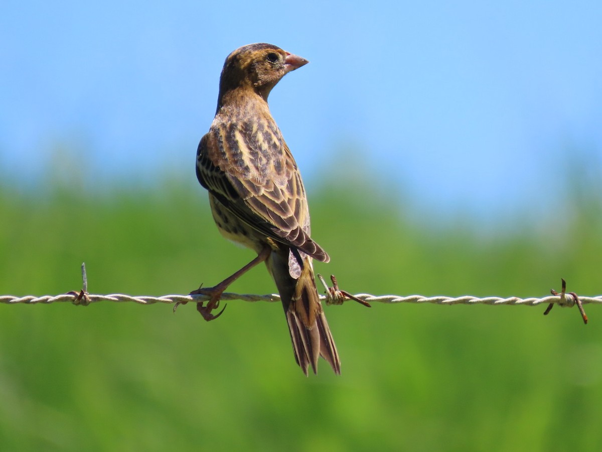 Bobolink - ML623634869