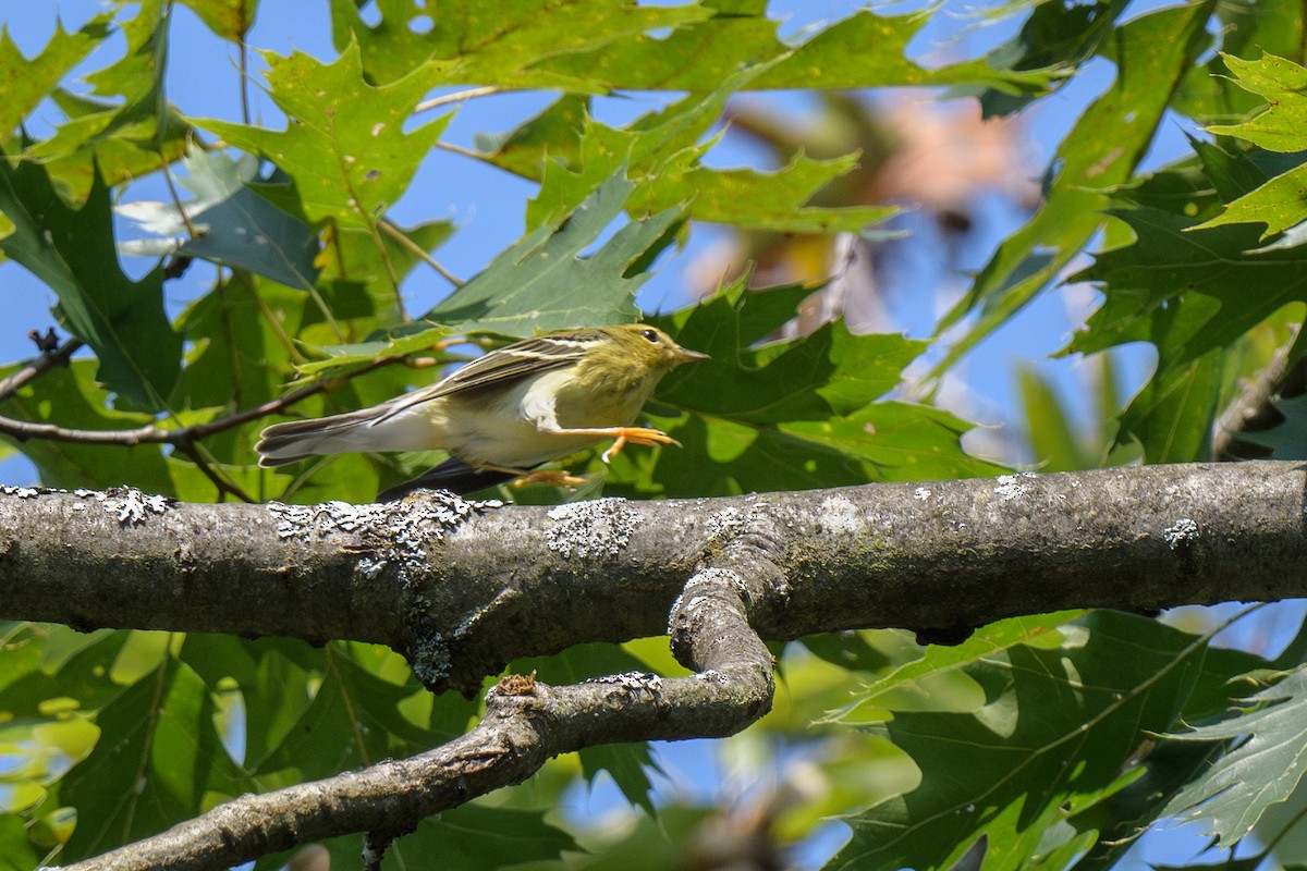 Blackpoll Warbler - ML623634871