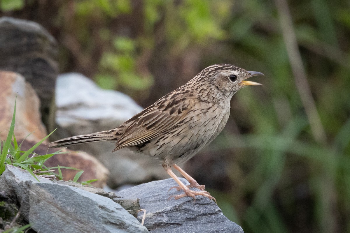 Upland Pipit - ML623634872