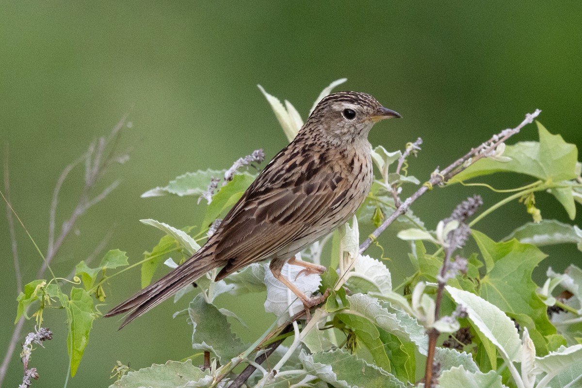 Upland Pipit - ML623634874