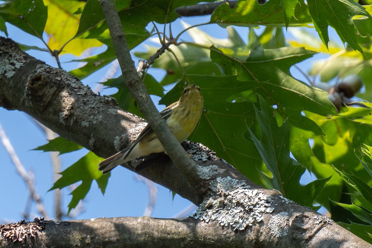 Blackpoll Warbler - ML623634876