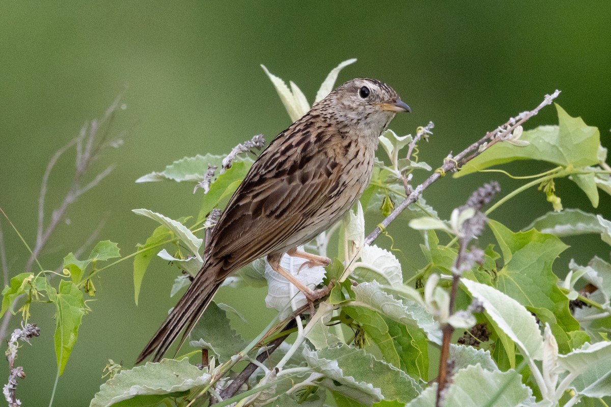 Upland Pipit - ML623634890